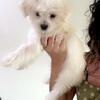 Maltese puppy Shrini