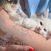 Maine Coon kittens!! Ready to go!