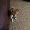 13 month old female Shiba Inu 