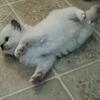 MORE AVAILABLE (SOLD) Bentley Ragdoll kitten Kats Ravishing Ragdolls