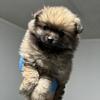 Female Pomeranian looking for a forever home
