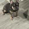 French bulldog 9 months old