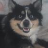 Pomsky dog for good home