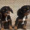 AKC Registered Cavalier King Charles Spaniel puppies!
