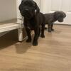 Cane Corso Puppies 