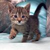Kittens for Sale Oriental American Shorthair