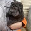 Chinese Shares-Pei pups