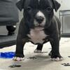 American Bully ABKC puppies 