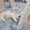  British Shorthair kittens CFA registered Cattery 
