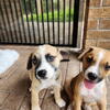 Puppies: Husky/Shepherd/Mastiff Mixed Breed