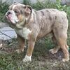English bulldog up for stud