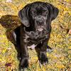 ICCF REGISTERED CANE CORSO PUPPY