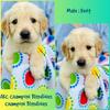 AKC Golden Retriever - Champion Bloodlines 
