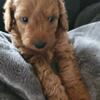 Adorable mimi goldendoodle 