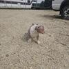 7 week old Lilac Male American Bully. Loaded pedigree 
