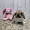 Holland Lop Purebred female baby bunnies, striking color, sweet, healthy, calm companions