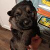 German Shepard Puppies(Plush coat)