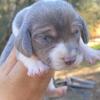 Christmas Beagle puppies Augusta ga 