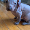Female Xolo (Mexican hairless puppy