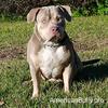 Lilac Tricolor Female American Bully