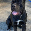 Cane Corso puppies