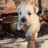 Registered .West Highland White Terrier Pups
