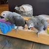 African Grey Congo baby - DNA sexed male 
