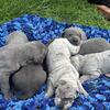 Great Dane Puppies! 
