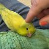 Baby parrotlet, newly weaned and ready to go! 