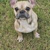 AKC 3 year female Frenchie