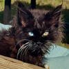 Odd eyed gorgeous female Maine coon text 740-979-9668