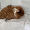 For Sale Texel Guinea Pig