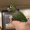 Handfed black cap conure babies 