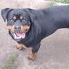 Akc female Rottweiler 