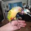 Pineapple conure 
