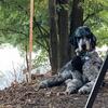 Standard Poodle. Male