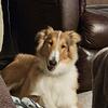 Rough Collie Female