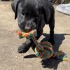 AKC Registered Lab Puppies - 8 weeks old
