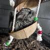 Baby Male Chinchillas
