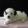 Shichon (Teddy Bear) Hazel Female