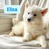 Fluffy, Adorable, All White Pomsky. 11 weeks. Ready To Go Home Today!  