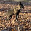 Belgian malinois 