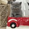 Gorgeous extreme face exotic shorthair kittens 