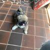  pekingese puppies