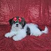Shih-Tzu girl For Sale