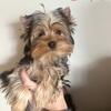 APRI/AKC Purebred Dollface/babyface teacup Yorkie puppiesPrice reduced- pending 