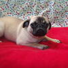 COME MEET PRICESS THE PUG SHE NEEDS A LOVING HOME 