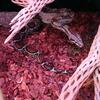 Boas and Bull Snakes for sale 