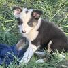 ABCA Border Collie puppies