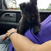 ckc registered Scottish Terrier puppies